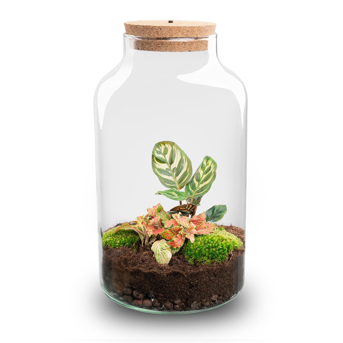Terrarium Diy Kit - Milky Calathea With Light - Bottle Garden - ↑ 31 Cm