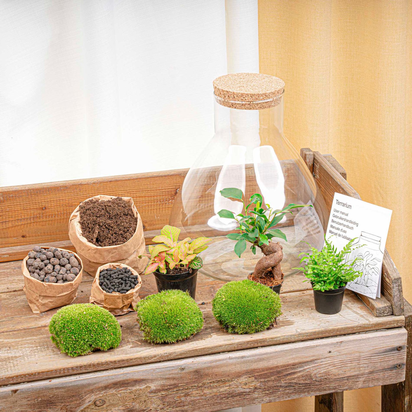 Terrarium Diy Kit - Sam Xl Bonsai - Fittonia - Fern - Bottle Garden - ↑ 35 Cm