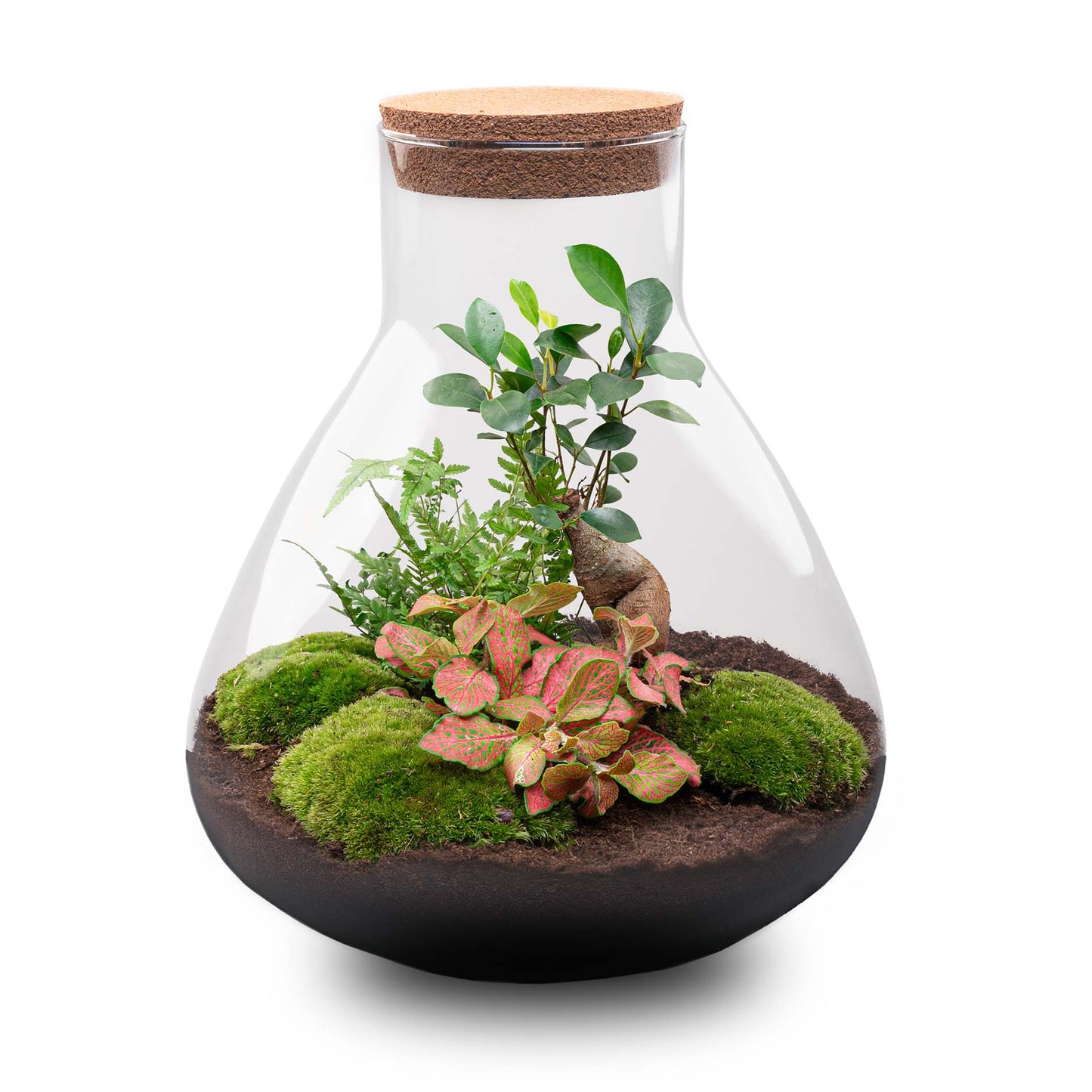 Terrarium Diy Kit - Sam Xl Bonsai - Fittonia - Fern - Bottle Garden - ↑ 35 Cm
