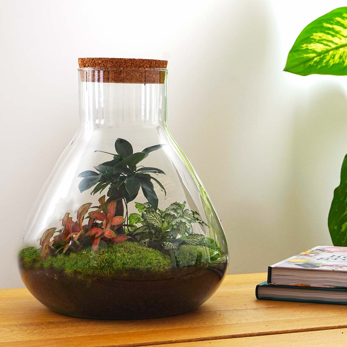 Terrarium Diy Kit - Sam Xl Bonsai - Fittonia - Fern - Bottle Garden - ↑ 35 Cm