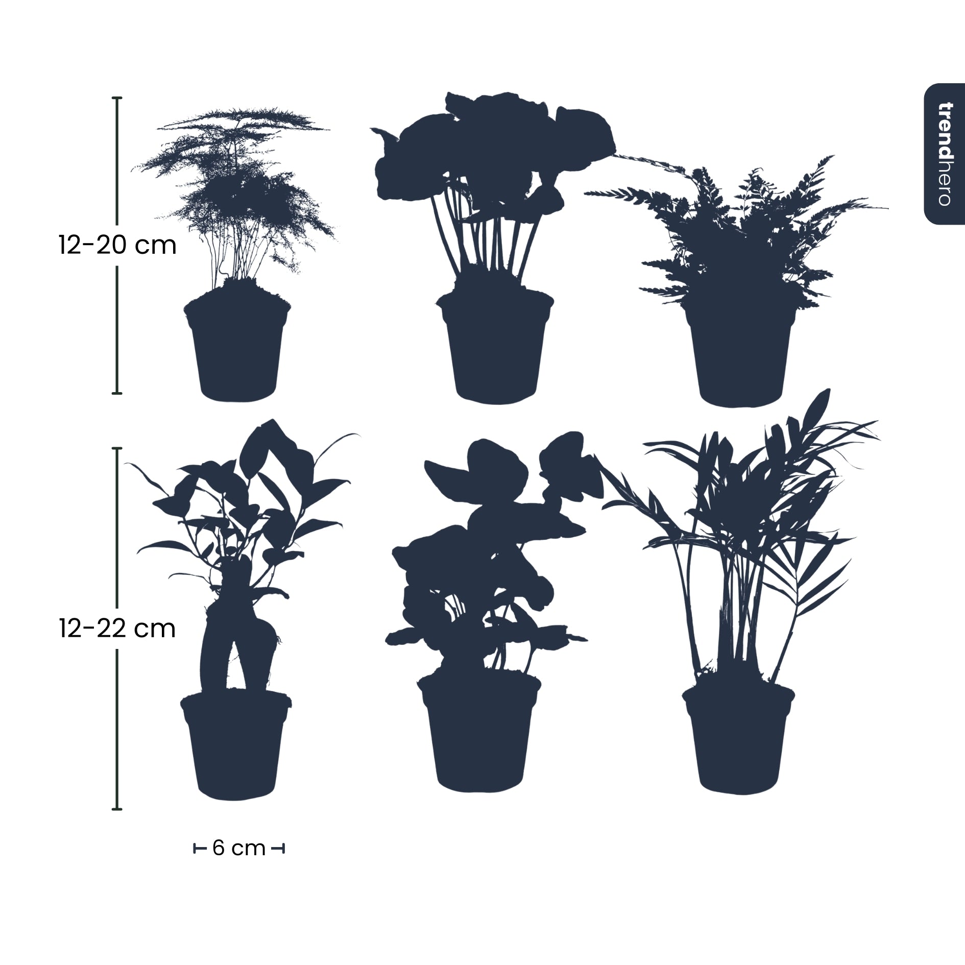 Plant Set - 6 Green Plants - Baby And Terrarium Plants