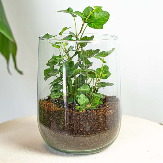 DIY Vase Kit Martin 17 cm Glass Arrangement Set - Afanaya