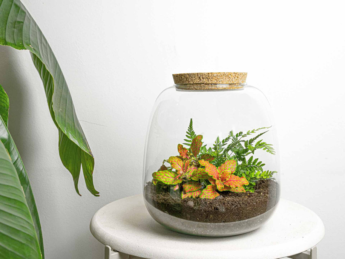 Emma Mini Terrarium DIY Kit – 20 cm × 19 cm Glass Jar Garden - Afanaya