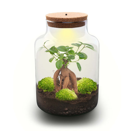 Milky Bonsai - Terrarium - Bottle Garden Diy Kit - Ø 21 Cm ↑ 30 Cm - Afanaya