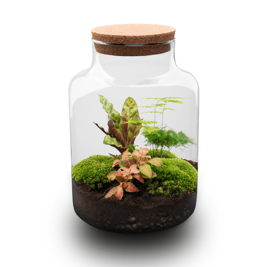 Milky - Terrarium - Bottle Garden Diy Kit - Ø 21 Cm ↑ 30 Cm - Afanaya