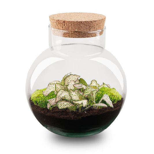 Noah Terrarium DIY Kit – 20 cm Glass Jar with Plants & Accessories - Afanaya