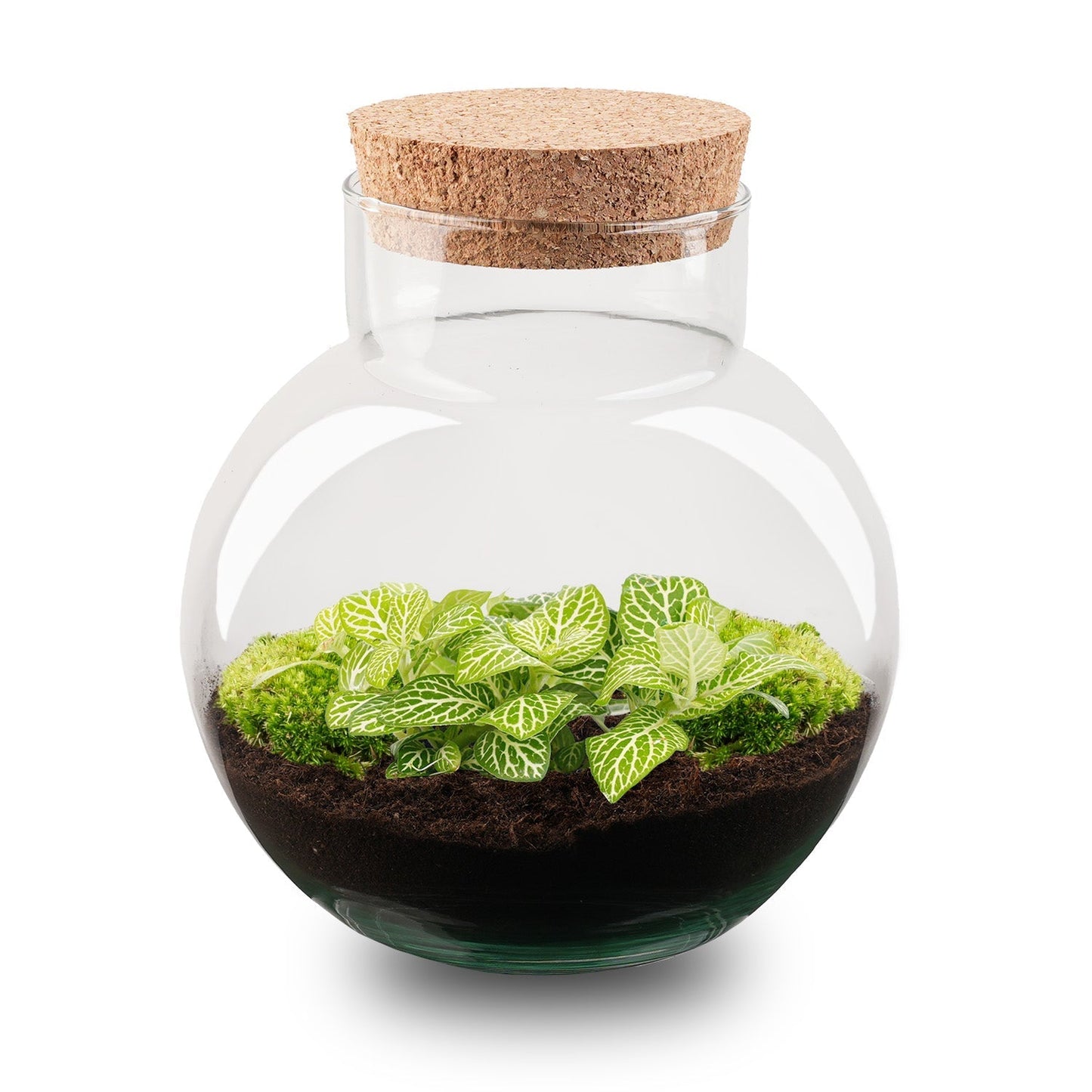 Noah Terrarium DIY Kit – 20 cm Glass Jar with Plants & Accessories - Afanaya