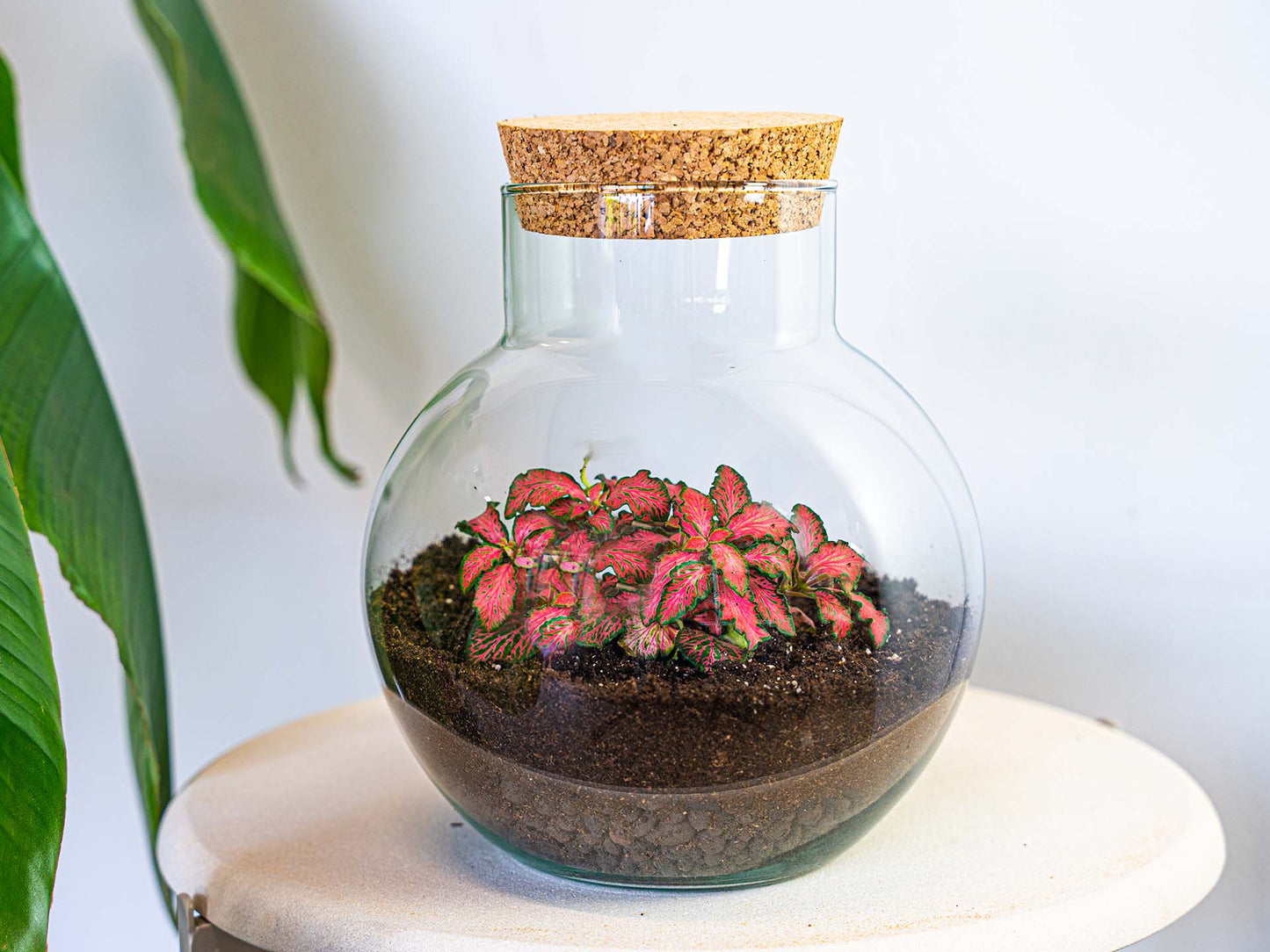 Noah Terrarium DIY Kit – 20 cm Glass Jar with Plants & Accessories - Afanaya
