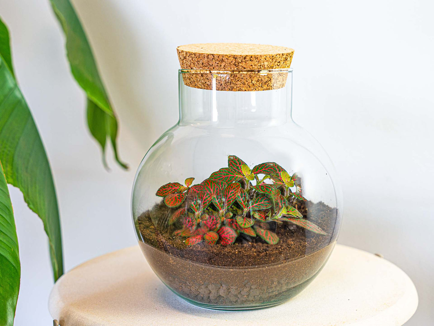 Noah Terrarium DIY Kit – 20 cm Glass Jar with Plants & Accessories - Afanaya