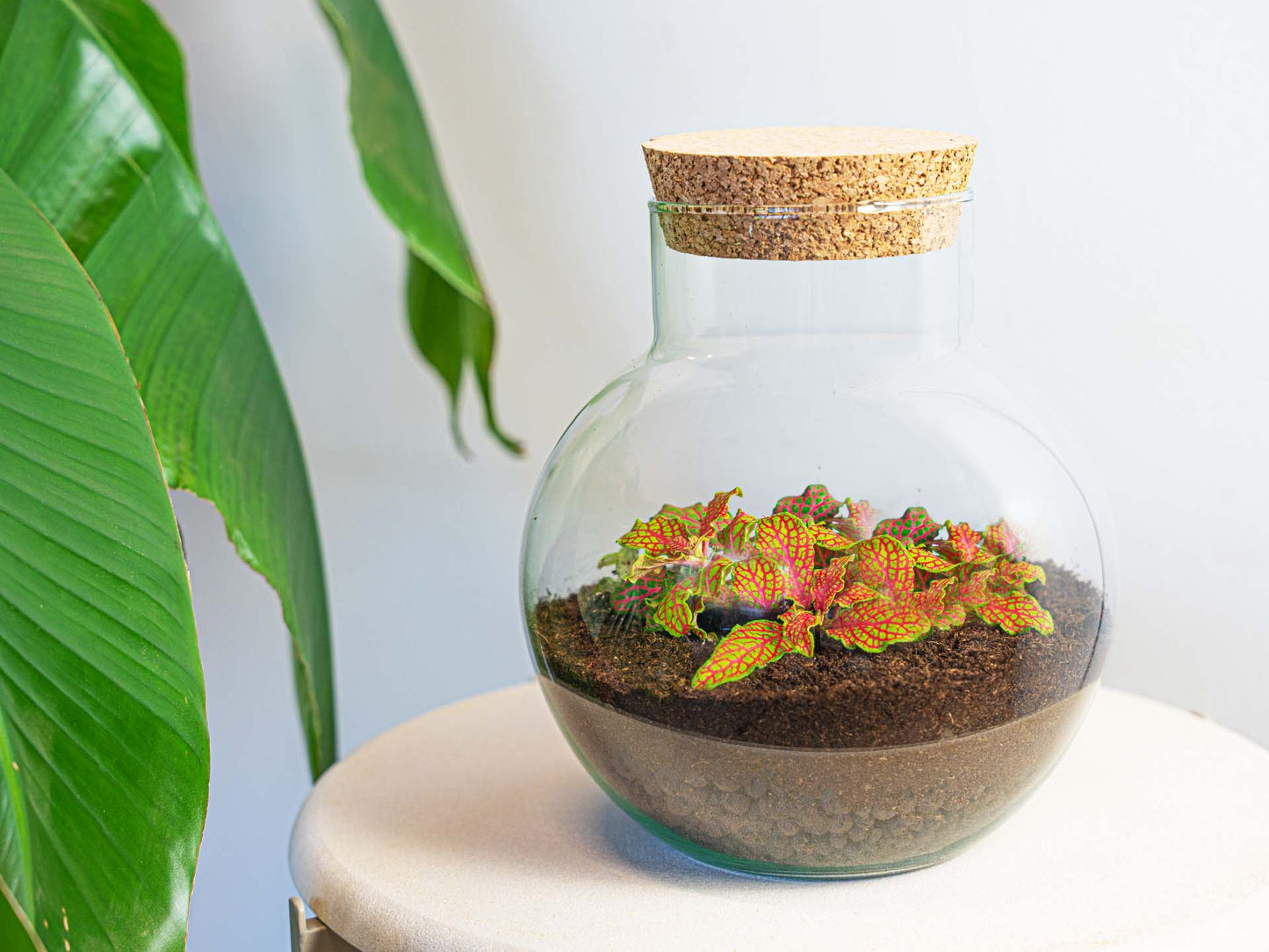 Noah Terrarium DIY Kit – 20 cm Glass Jar with Plants & Accessories - Afanaya
