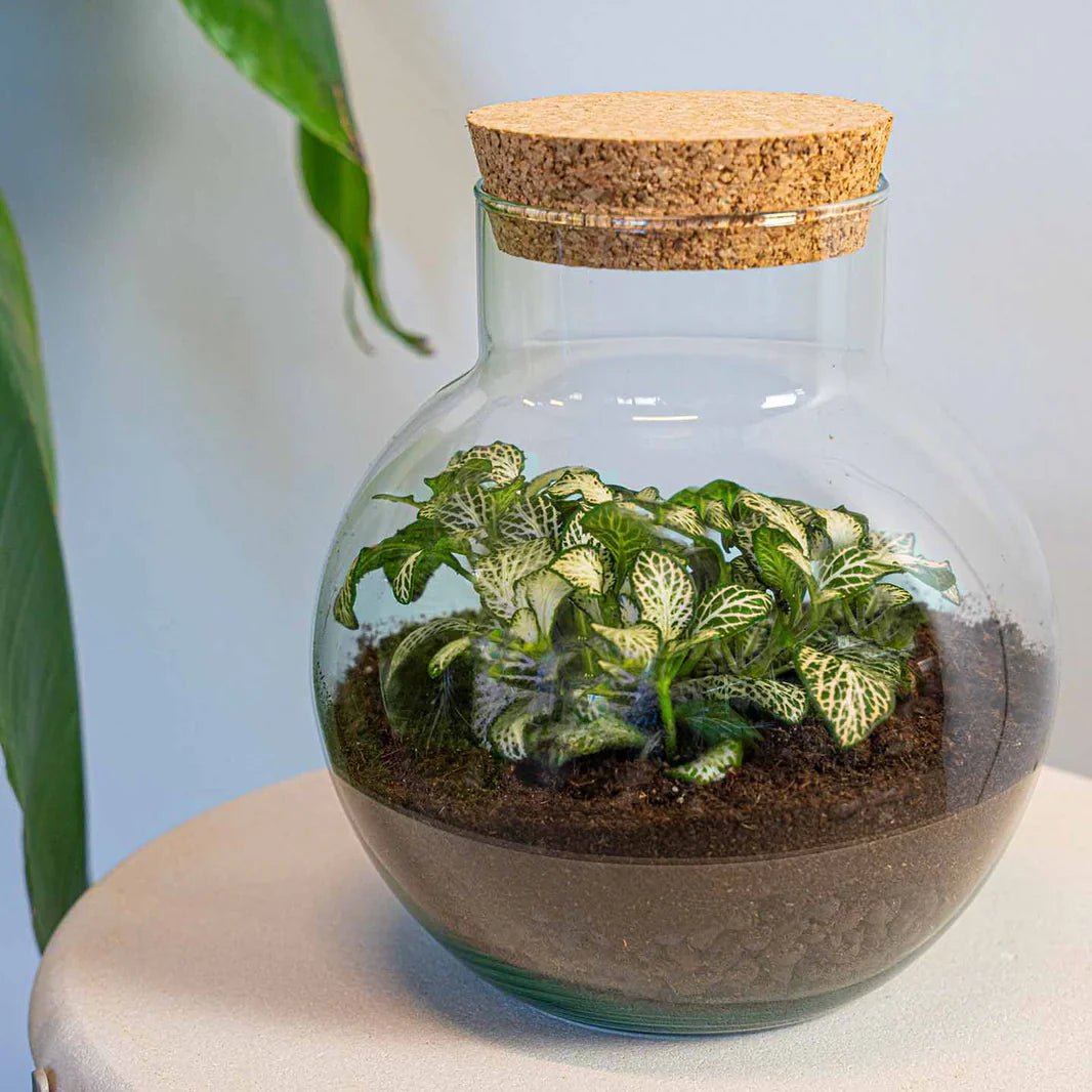 Noah Terrarium DIY Kit – 20 cm Glass Jar with Plants & Accessories - Afanaya