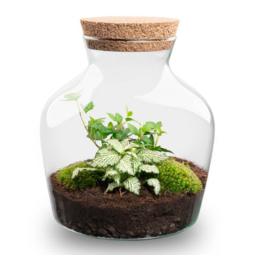 Terrarium Diy Kit Little Joe with LED 21.5 cm Glass Bottle Garden with Hedera & White Fittonia - Afanaya