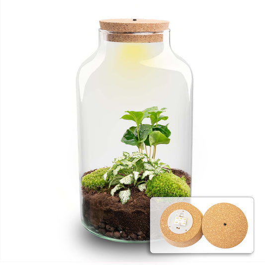 Terrarium DIY Kit Milky with Light 31 cm Glass Bottle Garden with Coffea Plant - Afanaya