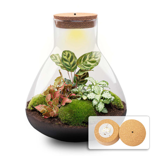 Terrarium DIY Kit – Sam XL Red Bottle Garden – 35 cm Indoor Plant Decoration Gift Set - Afanaya