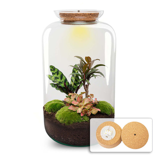 Terrarium DIY Kit – Sven XL Bottle Garden with Palm & LED Lighting Large Indoor Plant Décor Height 43 cm - Afanaya