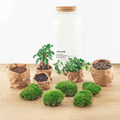 Terrarium Diy Kit - Sven Hedera Bonsai - Bottle Garden - ↑ 43 Cm