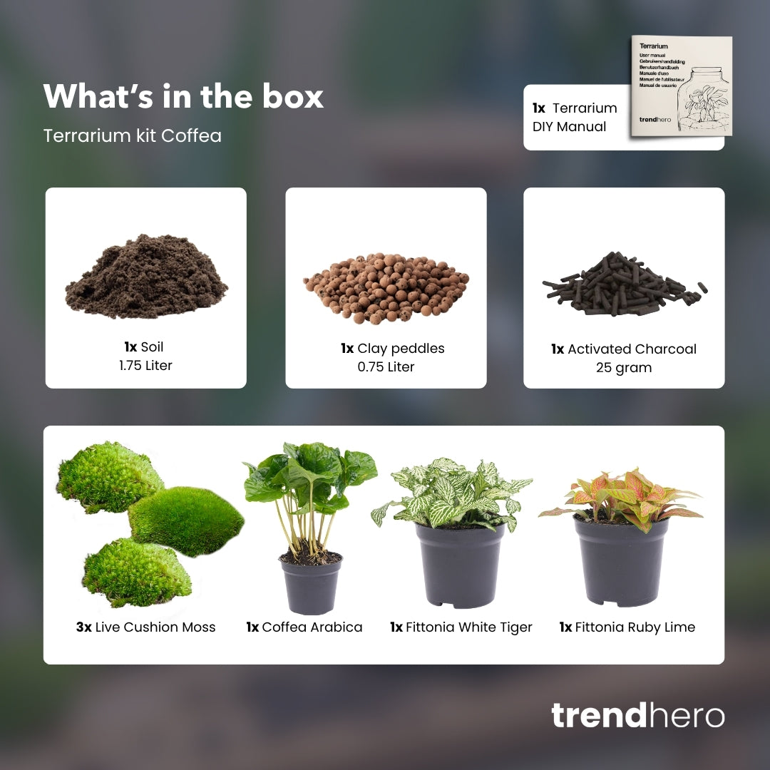 Coffea Arabica - Plant Terrarium Refill & Starter Kit - 3 Terrarium Plants - Diy