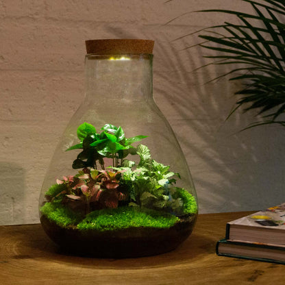 Terrarium Diy Kit - Sam Coffea With Light - Bottle Garden - ↑ 30 Cm