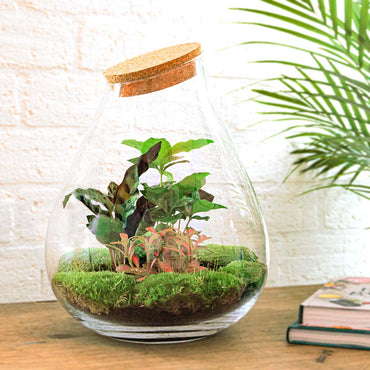 Terrarium Diy Kit - Drop Xxl Red - Bottle Garden - ↑ 43 Cm