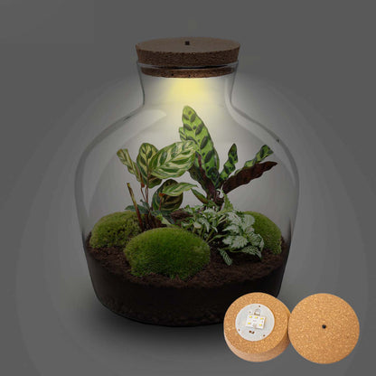 Terrarium Fat Joe - Ø 29 Cm ↑ 30 Cm - Relatiegeschenk