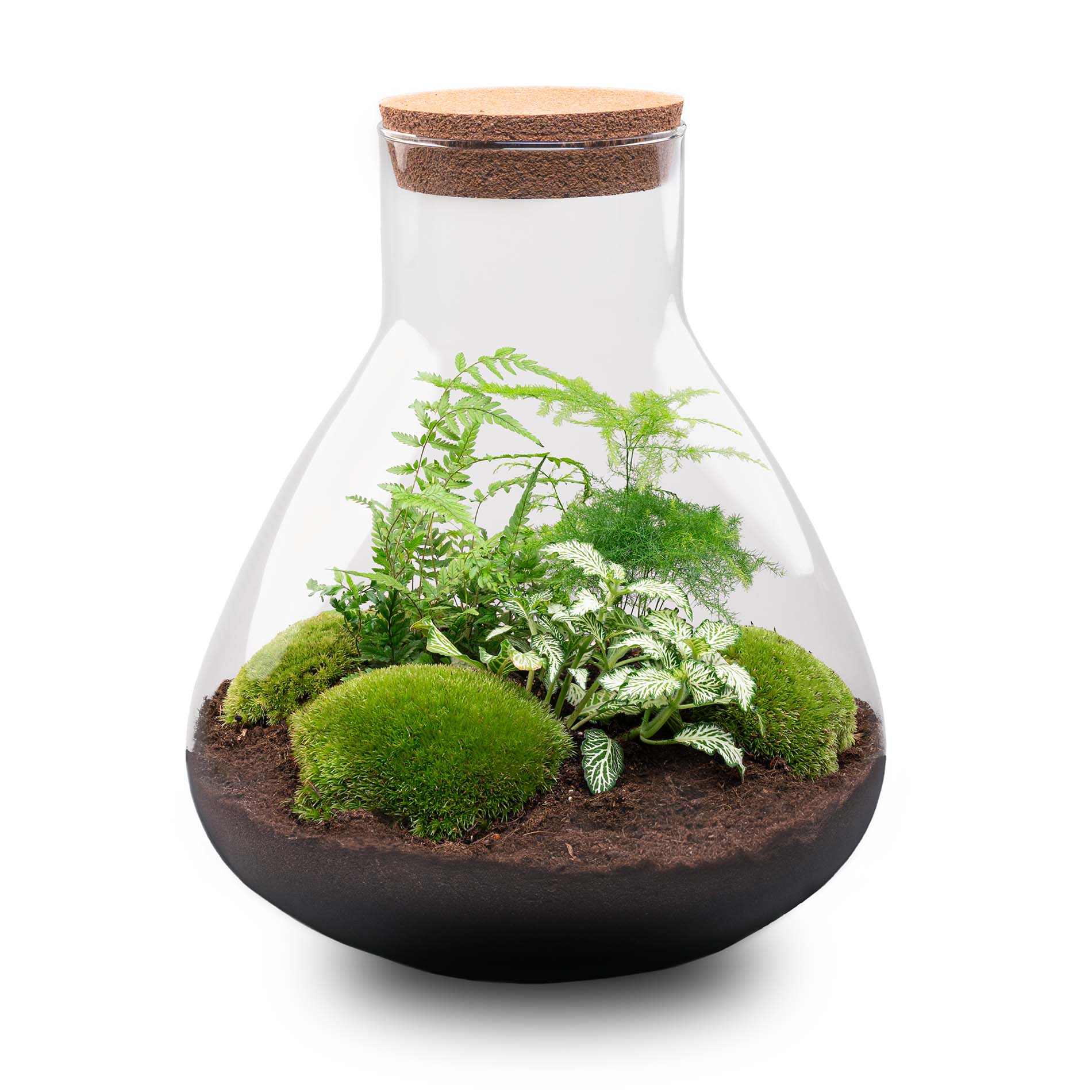 DIY Bottle Garden Kit Sam XL 35 cm Glass Terrarium with Plants - Afanaya