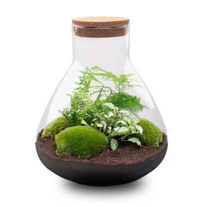 DIY Bottle Garden Kit Sam XL 35 cm Glass Terrarium with Plants - Afanaya