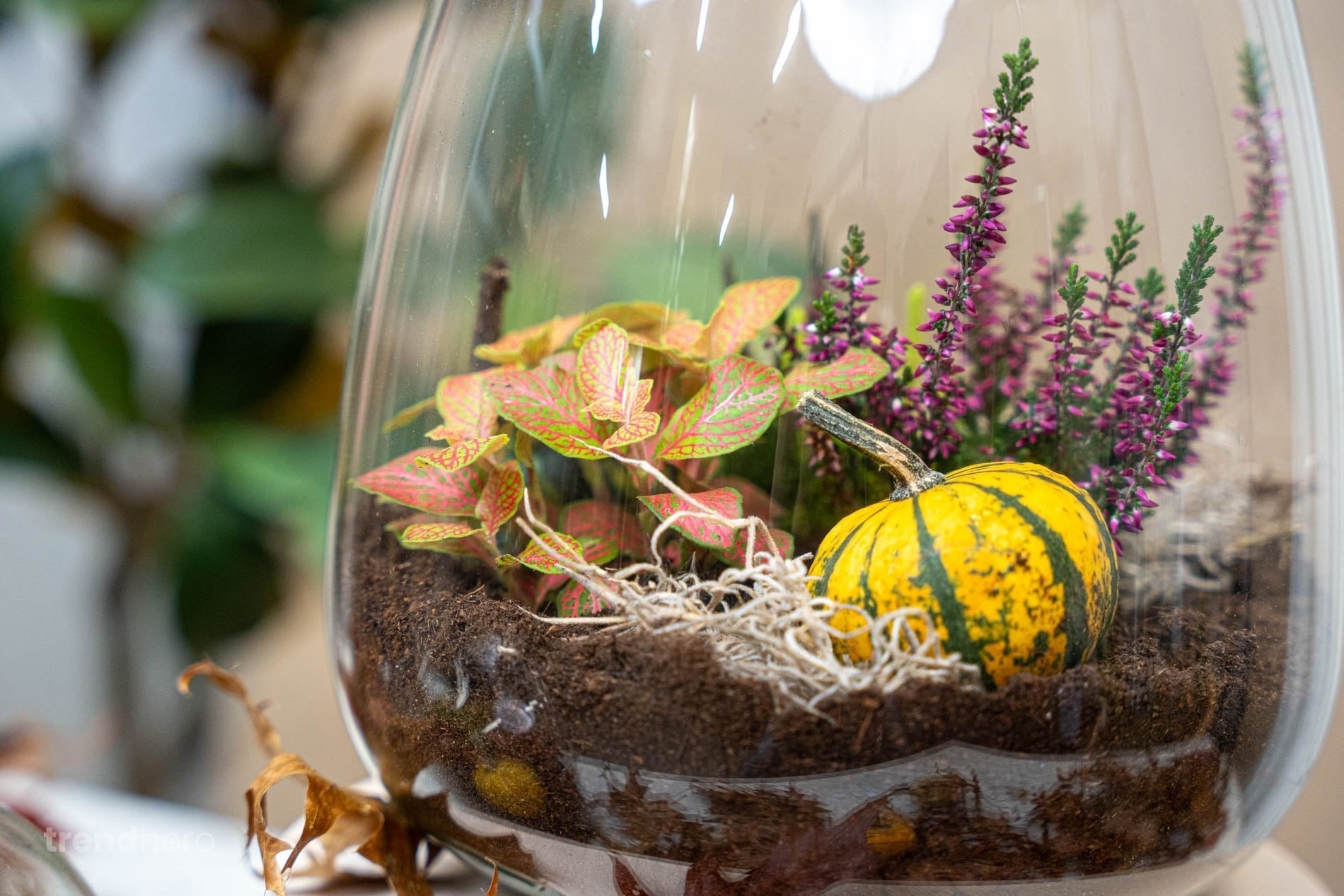 Emma Autumn - Glass Bottle With Autumn Plants And Mini Pumpkins - Autumn Bottle Garden Diy Kit - Ø 23 Cm ↑ 25 Cm - Afanaya