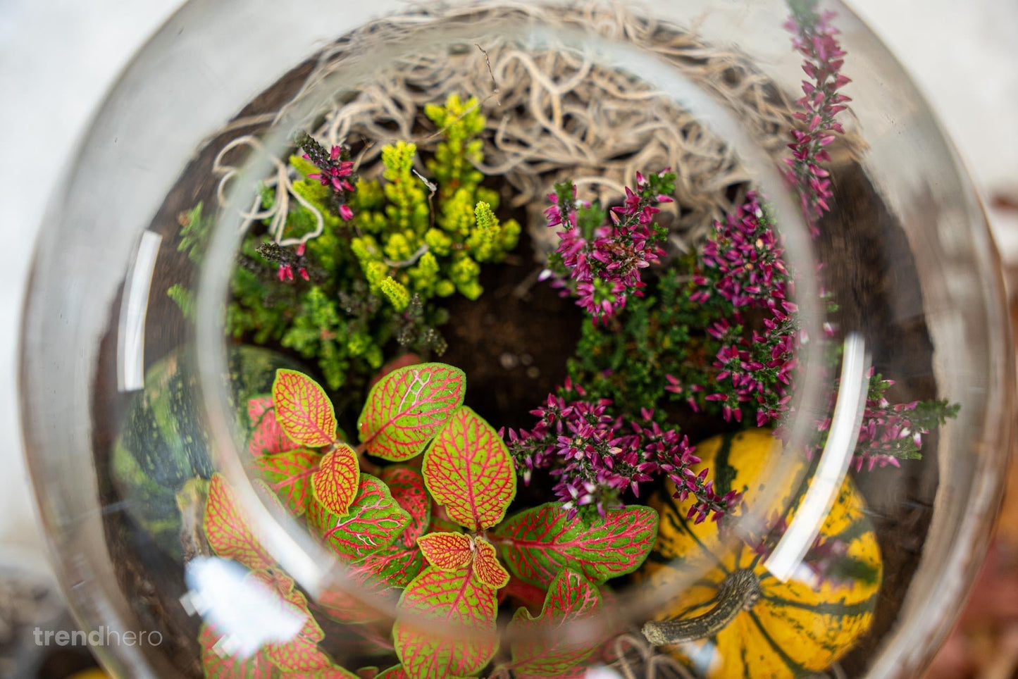 Emma Autumn - Glass Bottle With Autumn Plants And Mini Pumpkins - Autumn Bottle Garden Diy Kit - Ø 23 Cm ↑ 25 Cm - Afanaya