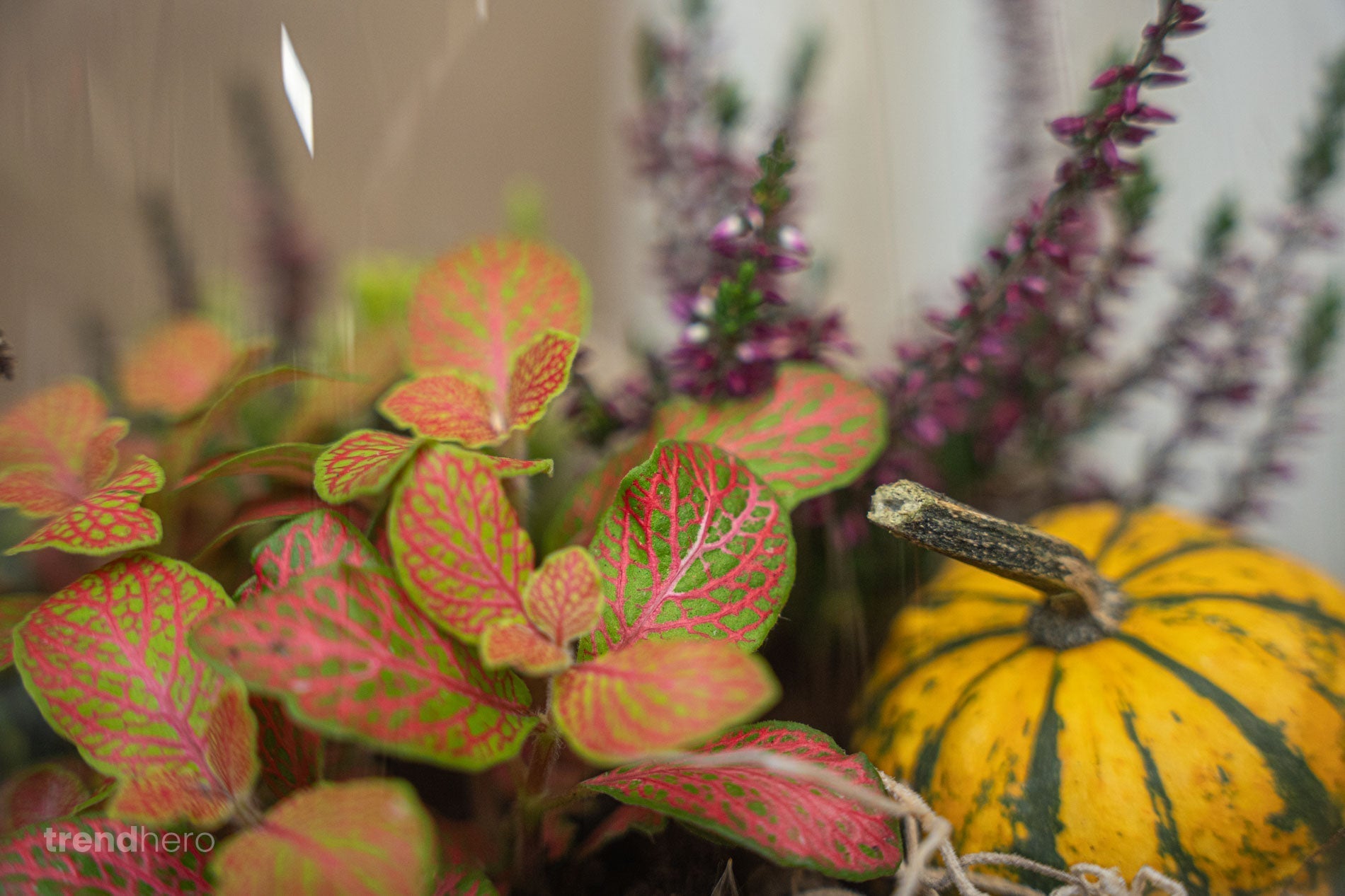 Emma Autumn - Glass Bottle With Autumn Plants And Mini Pumpkins - Autumn Bottle Garden Diy Kit - Ø 23 Cm ↑ 25 Cm - Afanaya