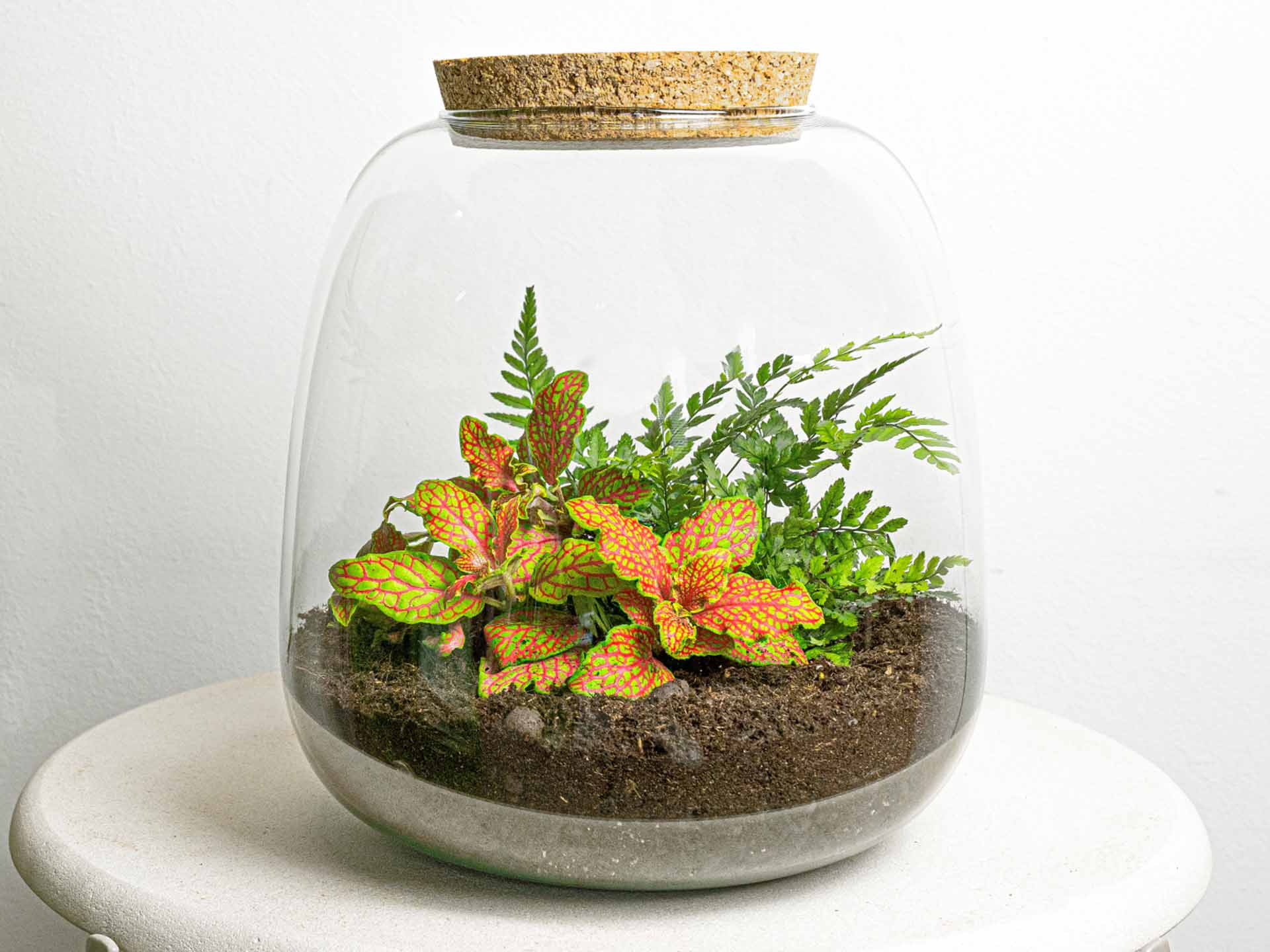 Emma Mini Terrarium DIY Kit – 20 cm × 19 cm Glass Jar Garden - Afanaya