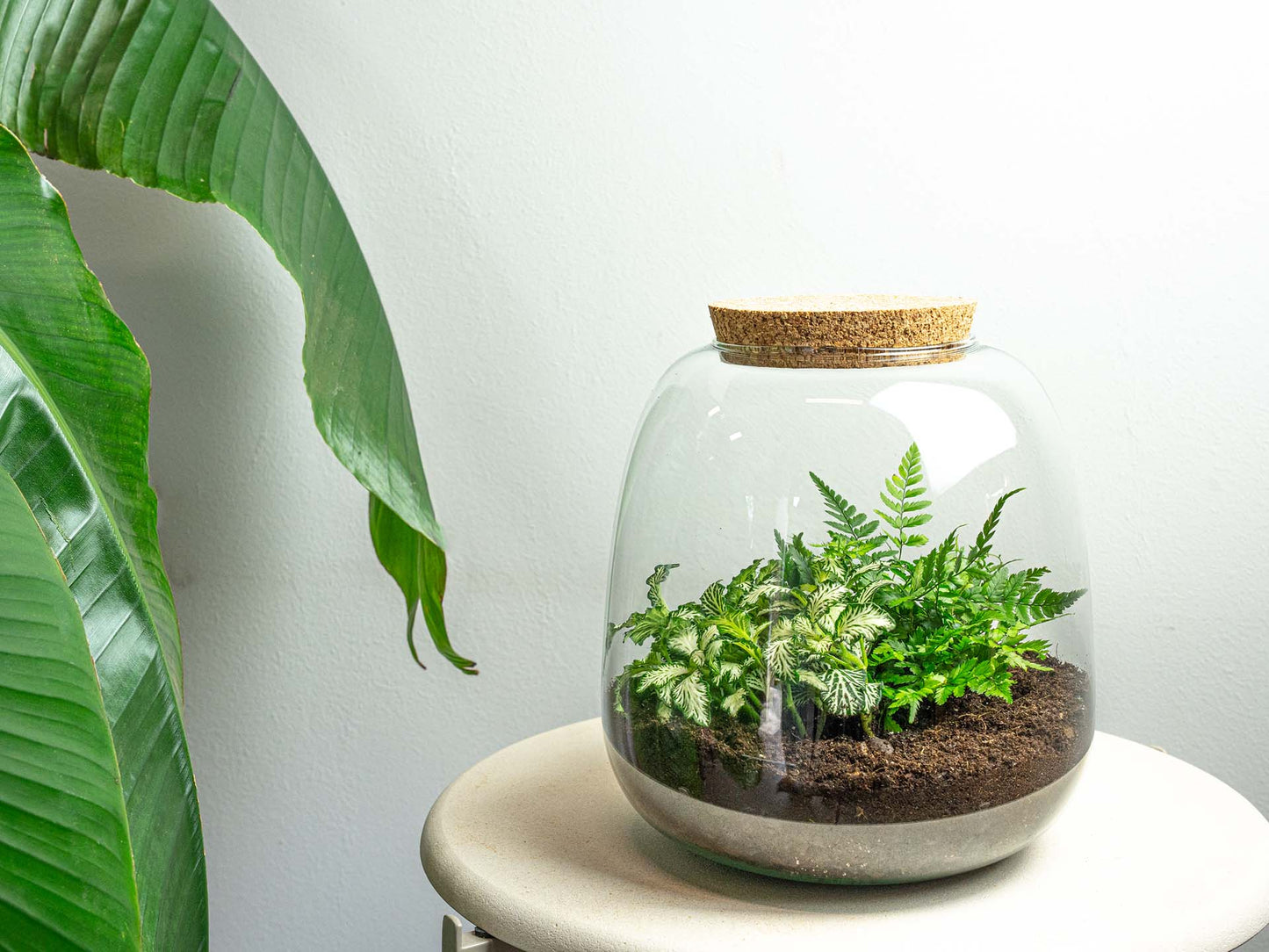 Emma Mini Terrarium DIY Kit – 20 cm × 19 cm Glass Jar Garden - Afanaya