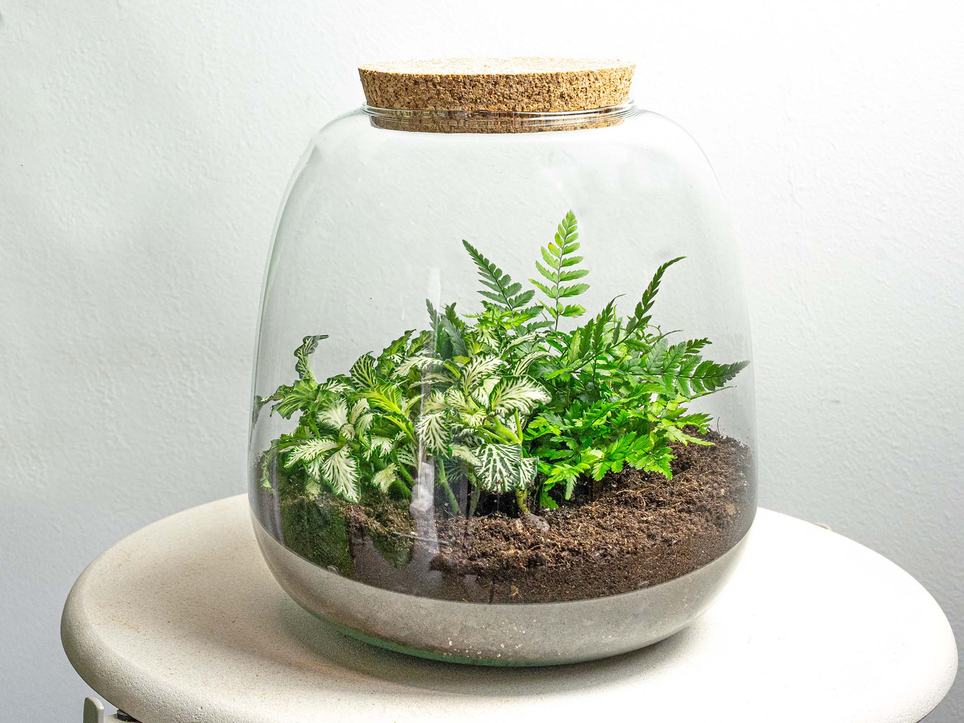 Emma Mini Terrarium DIY Kit – 20 cm × 19 cm Glass Jar Garden - Afanaya
