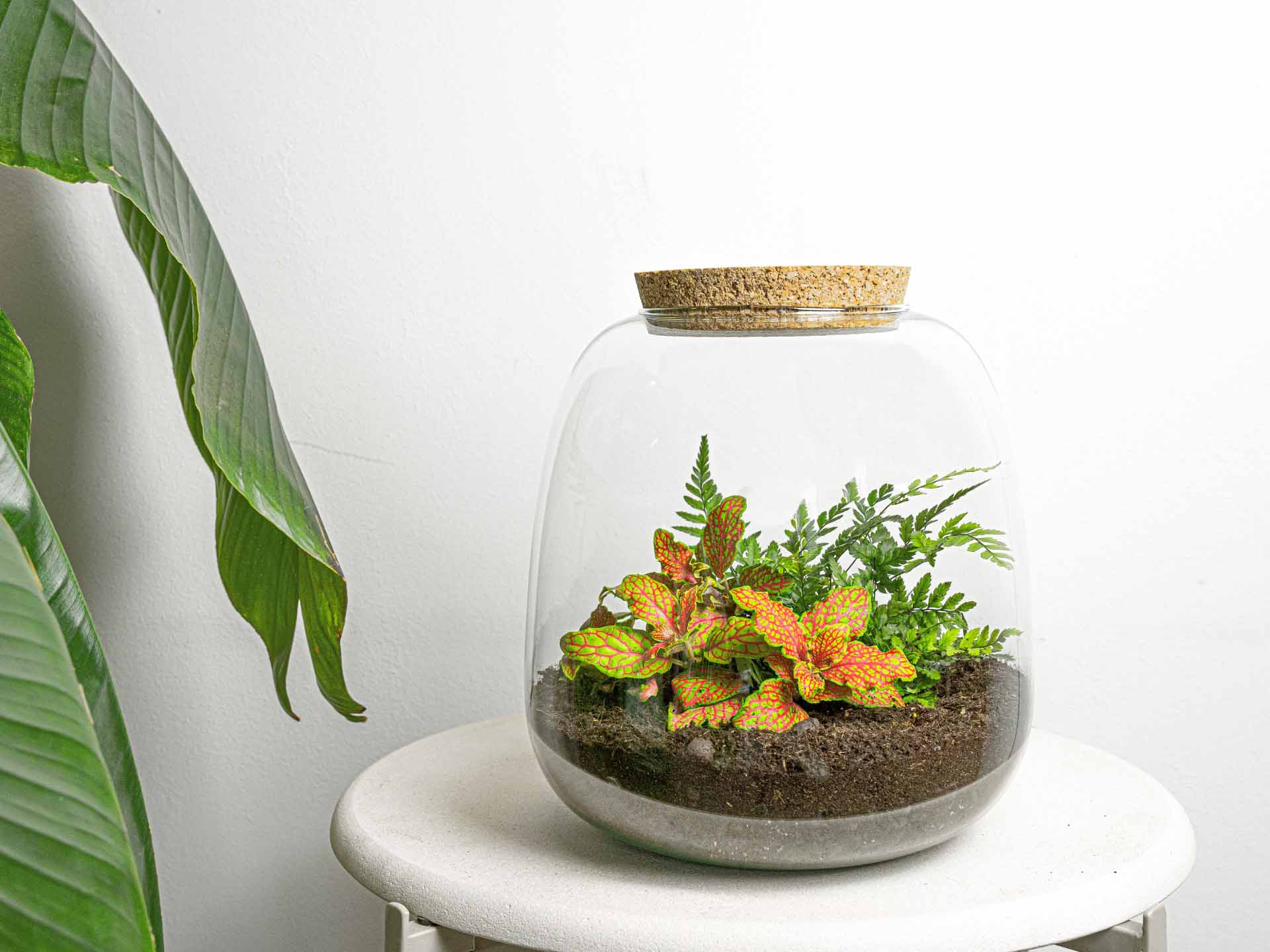 Emma Mini - Terrarium With Cork - Bottle Garden Diy Kit - Ø 19 Cm ↑ 20 Cm - Afanaya
