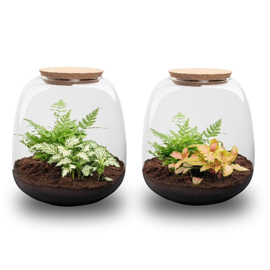 Emma Mini - Terrarium With Cork - Bottle Garden Diy Kit - Ø 19 Cm ↑ 20 Cm - Afanaya