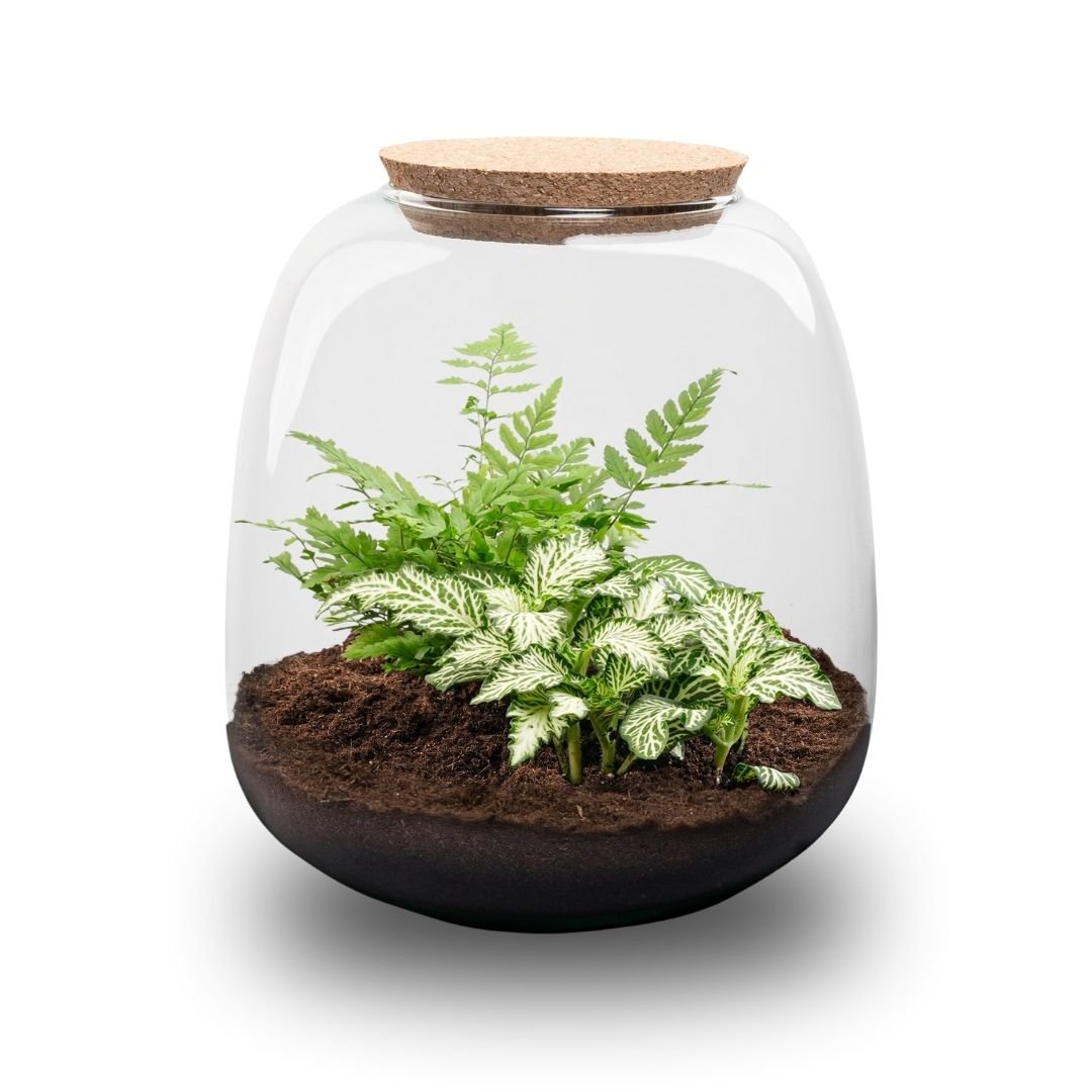 Emma Mini - Terrarium With Cork - Bottle Garden Diy Kit - Ø 19 Cm ↑ 20 Cm - Afanaya