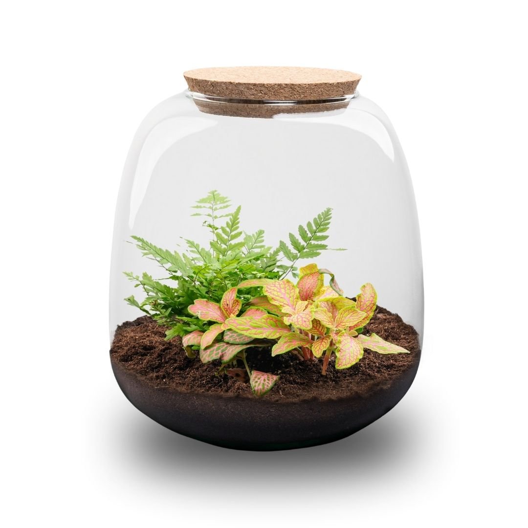 Emma Mini - Terrarium With Cork - Bottle Garden Diy Kit - Ø 19 Cm ↑ 20 Cm - Afanaya