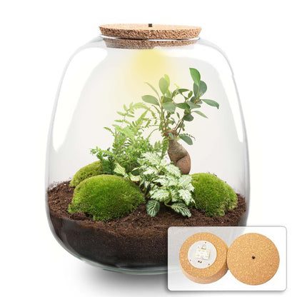 Emma - Terrarium With Light - Bottle Garden Diy Kit - Ø 23 Cm ↑ 25 Cm - Afanaya