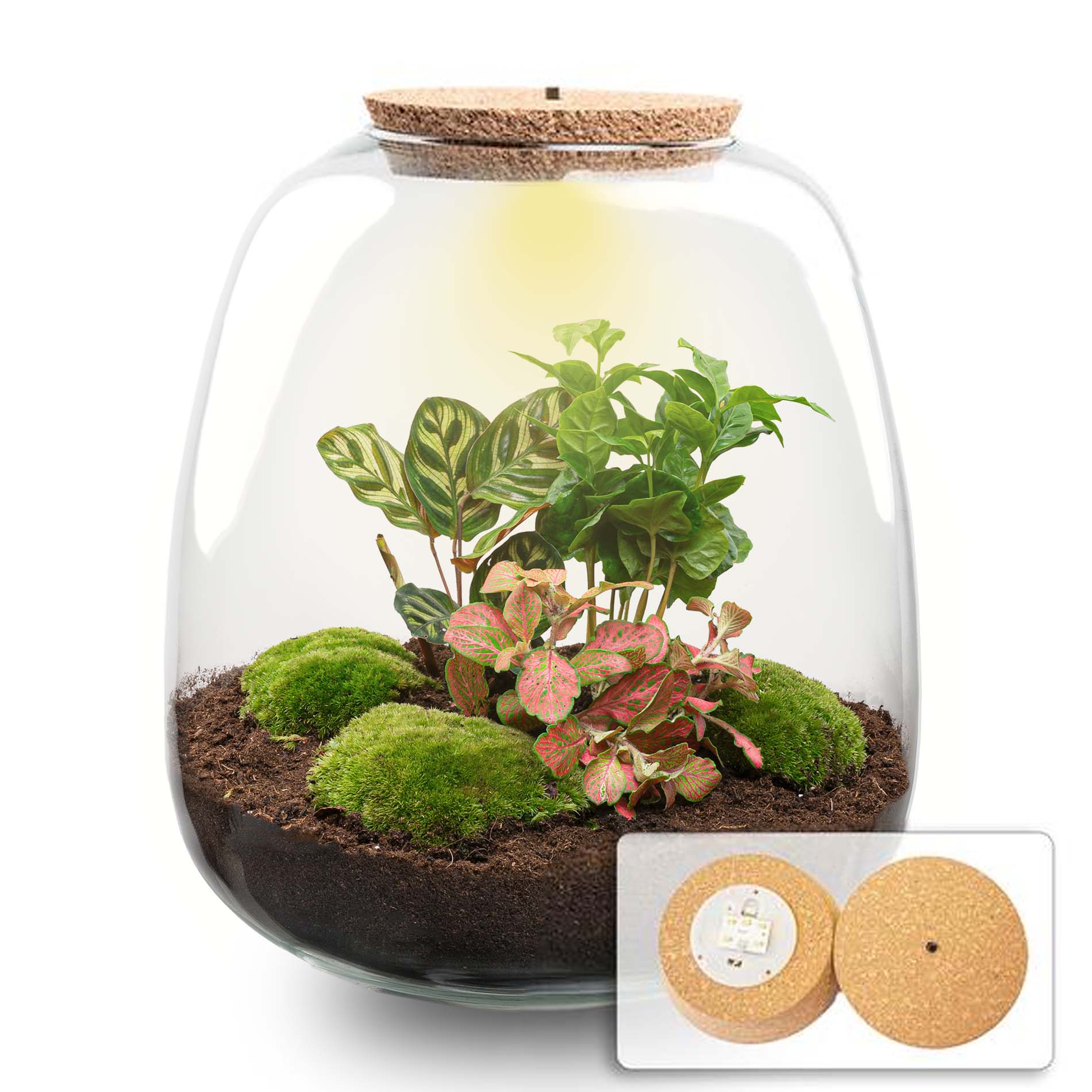 Emma - Terrarium With Light - Bottle Garden Diy Kit - Ø 23 Cm ↑ 25 Cm - Afanaya
