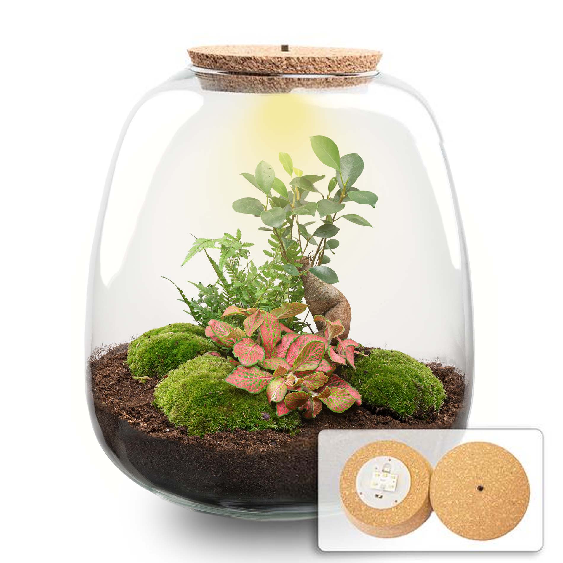 Emma - Terrarium With Light - Bottle Garden Diy Kit - Ø 23 Cm ↑ 25 Cm - Afanaya