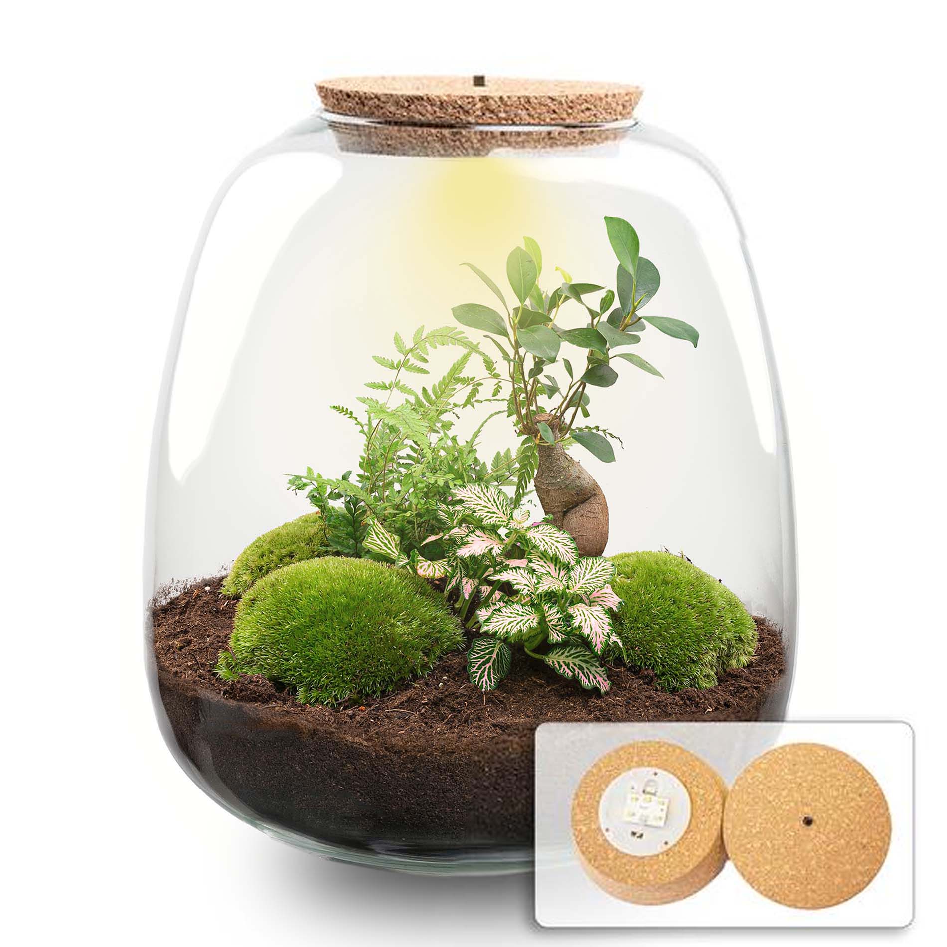 Emma - Terrarium With Light - Bottle Garden Diy Kit - Ø 23 Cm ↑ 25 Cm - Afanaya