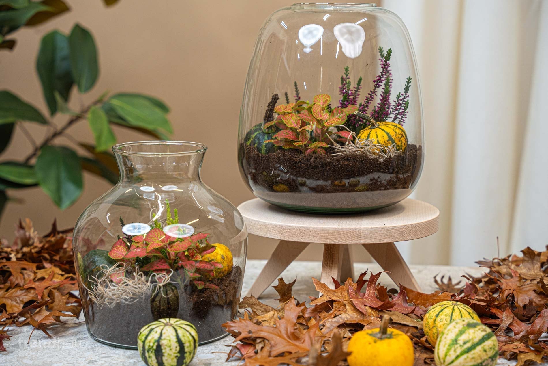 Little Joe Autumn - Glass Bottle With Autumn Plants And Mini Pumpkins - Autumn Bottle Garden Diy Kit - Ø 20 Cm ↑ 22 Cm - Afanaya