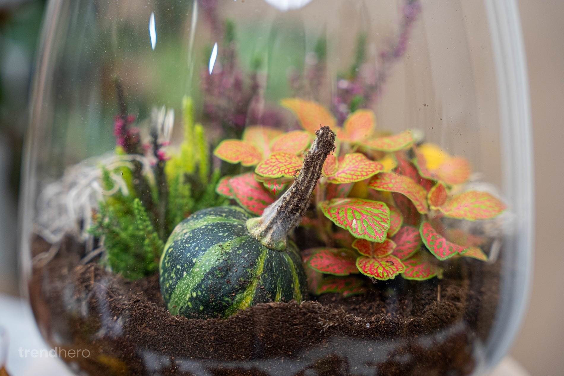 Little Joe Autumn - Glass Bottle With Autumn Plants And Mini Pumpkins - Autumn Bottle Garden Diy Kit - Ø 20 Cm ↑ 22 Cm - Afanaya