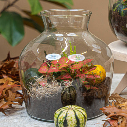 Little Joe Autumn - Glass Bottle With Autumn Plants And Mini Pumpkins - Autumn Bottle Garden Diy Kit - Ø 20 Cm ↑ 22 Cm - Afanaya