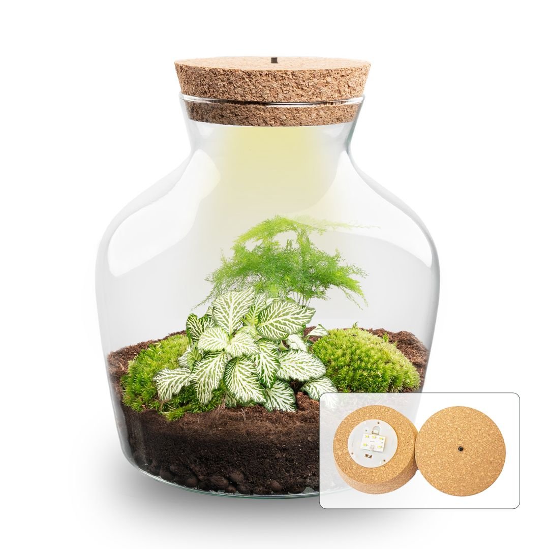 Little Joe Terrarium Ø20×22 cm Elegant DIY Bottle Garden Gift for Home or Office Perfect Green Business Gift - Afanaya