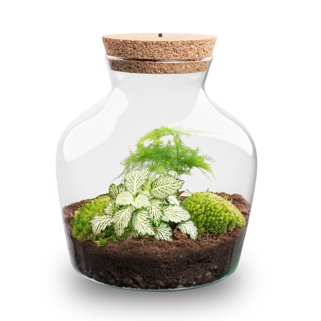 Little Joe Terrarium Ø20×22 cm Elegant DIY Bottle Garden Gift for Home or Office Perfect Green Business Gift - Afanaya