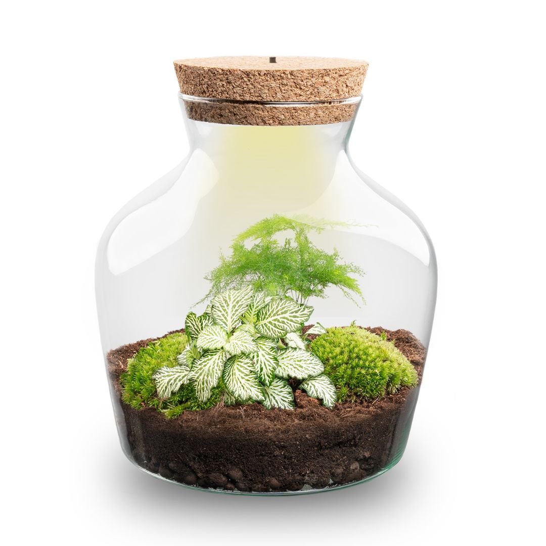 Little Joe Terrarium Ø20×22 cm Elegant DIY Bottle Garden Gift for Home or Office Perfect Green Business Gift - Afanaya