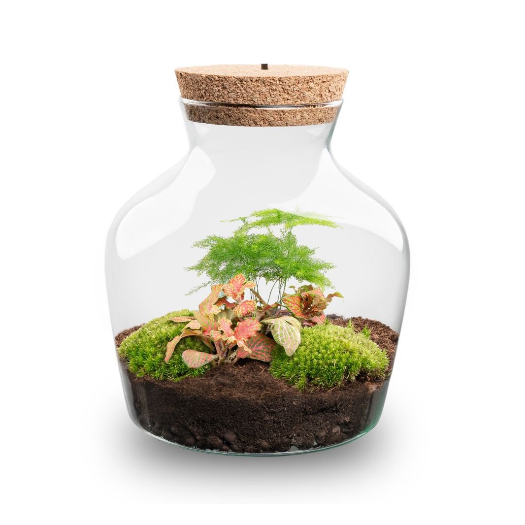 Little Joe - Terrarium With Light - Bottle Garden Diy Kit - Ø 20 Cm ↑ 22 Cm - Afanaya