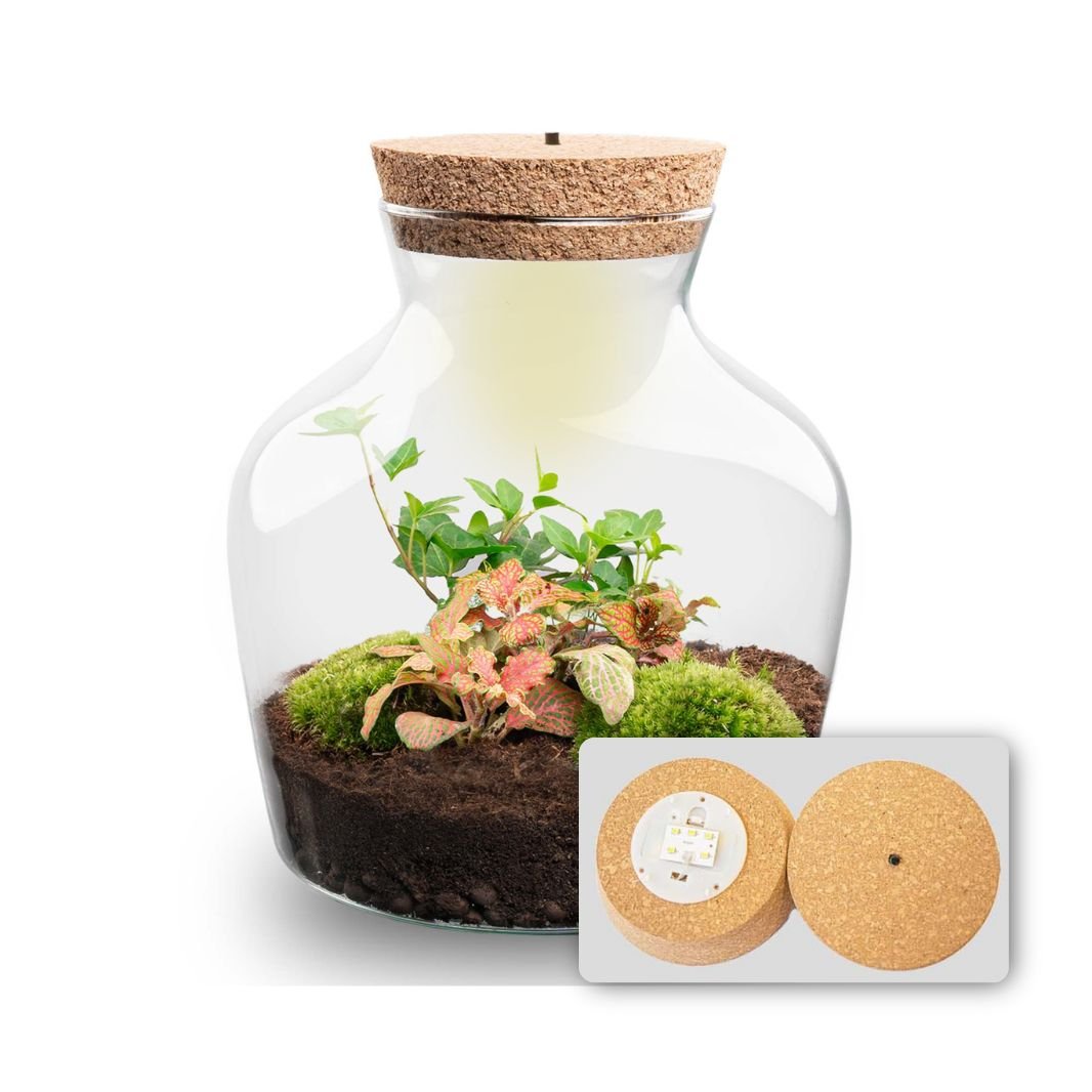 Little Joe - Terrarium With Light - Bottle Garden Diy Kit - Ø 20 Cm ↑ 22 Cm - Afanaya