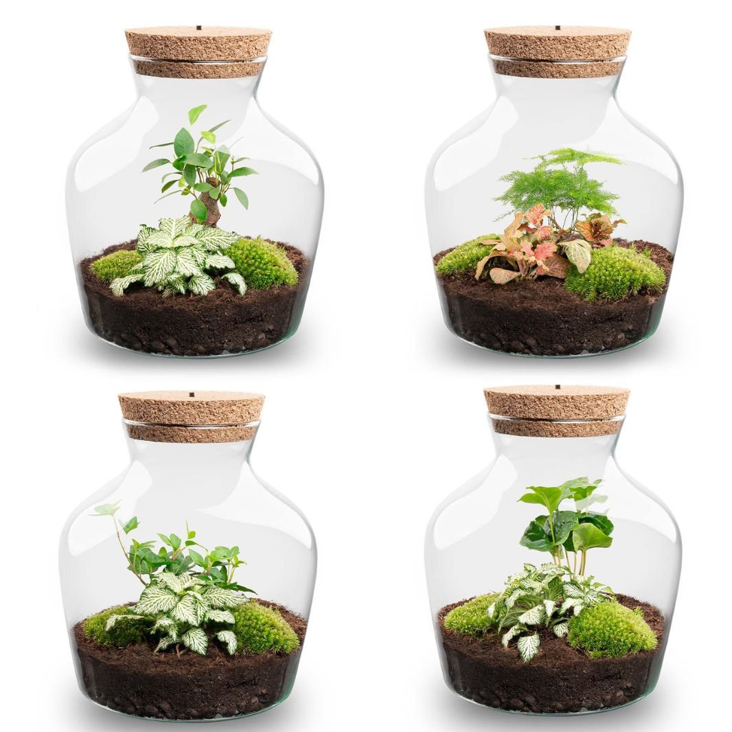 Little Joe - Terrarium With Light - Bottle Garden Diy Kit - Ø 20 Cm ↑ 22 Cm - Afanaya