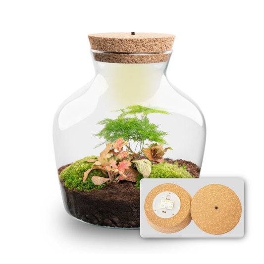 Little Joe - Terrarium With Light - Bottle Garden Diy Kit - Ø 20 Cm ↑ 22 Cm - Afanaya